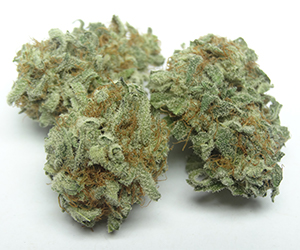 Marijuana strain at dispensary